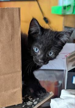 Zacheus & Zyllus -  Bombay Cat for Adoption in Knoxville, Tennessee - Zacheus & Zyllus | PetCurious