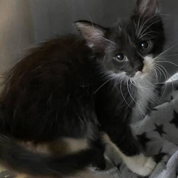 Joe -  Domestic Medium Hair Cat for Adoption in Long Beach, California - Joe | PetCurious