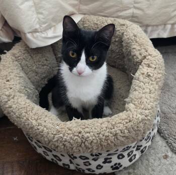 Moppet/Mittens -  Domestic Short Hair Cat for Adoption in New York, New York - Moppet/Mittens | PetCurious