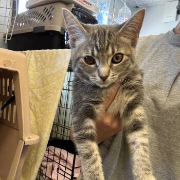 Iris -  Domestic Medium Hair Cat for Adoption in Spokane, Washington - Iris | PetCurious