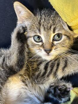 Dakota -  Domestic Short Hair Cat for Adoption in Minneapolis, Minnesota - Dakota | PetCurious