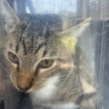Donell -  Domestic Short Hair Cat for Adoption in Birmingham, Alabama - Donell | PetCurious