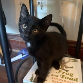 Waffles -  Domestic Short Hair Cat for Adoption in Amboy, Illinois - Waffles | PetCurious
