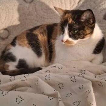 Cali -  Calico Cat for Adoption in Green Valley, Arizona - Cali | PetCurious