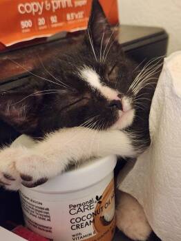 Tabby Cats Available for Adoption - Vincent | PetCurious