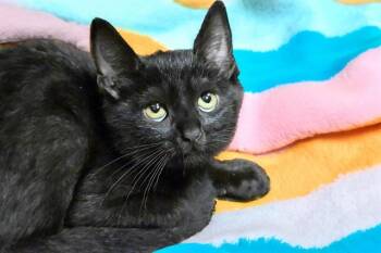 Domestic Short Hair Cats Available for Adoption in Fort Lauderdale, Florida - CRESCENT | PetCurious