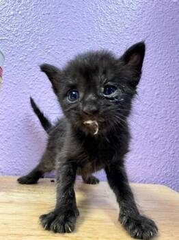 61310246 -  Domestic Medium Hair Cat for Adoption in El Paso, Texas - 61310246 | PetCurious
