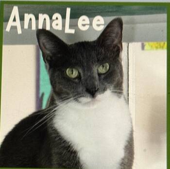 AnnaLee -  Domestic Short Hair Cat for Adoption in Pawleys Island, South Carolina - AnnaLee | PetCurious