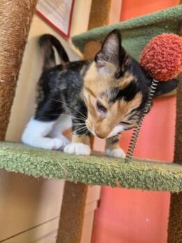 Hue -  Domestic Short Hair Cat for Adoption in Scottsbluff, Nebraska - Hue | PetCurious