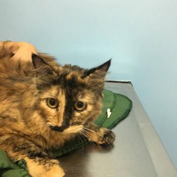 Domestic Medium Hair Cats Available for Adoption - Star 2 | PetCurious