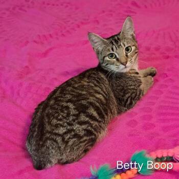 Betty Boop -  Domestic Short Hair Cat for Adoption in Groveland, Massachusetts - Betty Boop | PetCurious