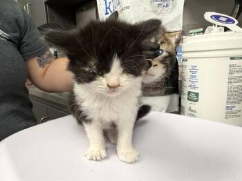 Domestic Short Hair Cats Available for Adoption in Ontario, California - SHRIMP | PetCurious