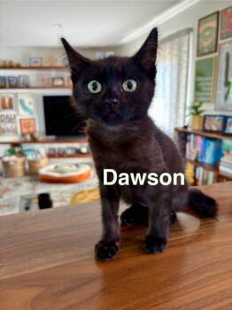 Rescue Calico Cats for Adoption - Dawson | PetCurious