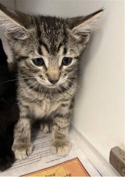 Rescue Domestic Short Hair Cats for Adoption in Long Beach, California - MEDUSA | PetCurious