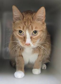 Domestic Short Hair Cats Available for Adoption in Viroqua, Wisconsin - Chester | PetCurious