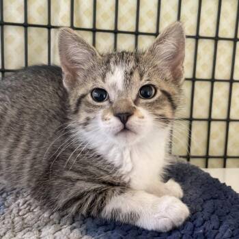 Domestic Short Hair Cats Available for Adoption in Chicago, Illinois - Stoop | PetCurious