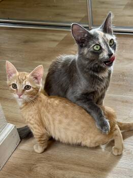 Rescue Tabby Cats for Adoption in Half Moon Bay, California - Toby (with Tasha) | PetCurious