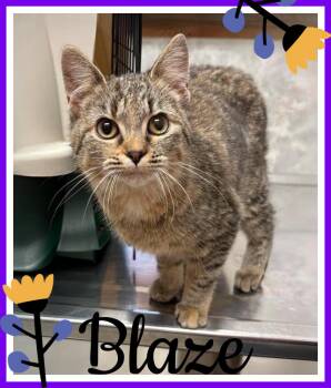 Rescue Domestic Short Hair Cats for Adoption in Valley City, North Dakota - Blaze | PetCurious