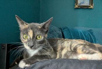 Rescue Domestic Short Hair Cats for Adoption in Grand Rapids, Michigan - Dragon | PetCurious