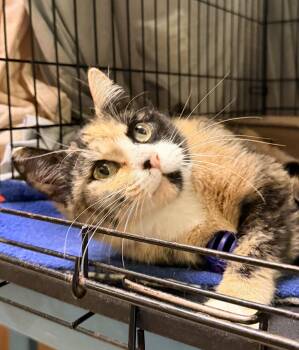 Calico Cats Available for Adoption in Greenville, Delaware - Patches (FCID# 04/28/26-118) Willow Grove PS Event | PetCurious