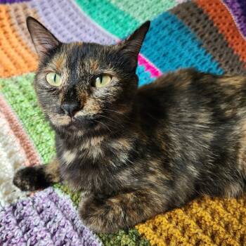 Rescue Domestic Short Hair Cats for Adoption in Rochester, Minnesota - Fern | PetCurious