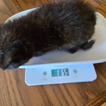Willa -  Domestic Medium Hair Cat for Adoption in Klamath Falls, Oregon - Willa | PetCurious