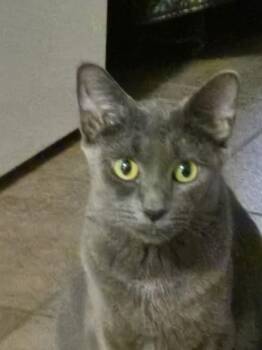 Domestic Short Hair Cats Available for Adoption - Coach | PetCurious