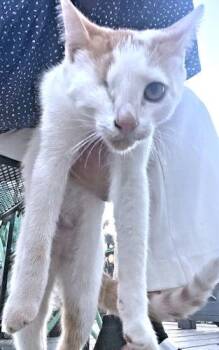 Gibson -  Domestic Short Hair Cat for Adoption in Rutherfordton, North Carolina - Gibson | PetCurious
