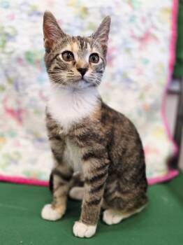 Rescue Torbie Cats for Adoption in Schertz, Texas - Patience | PetCurious