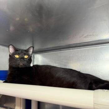 Rescue Domestic Short Hair Cats for Adoption in Austin, Texas - Wednesday | PetCurious