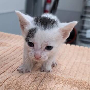 Dustin -  Domestic Short Hair Cat for Adoption in Jupiter, Florida - Dustin | PetCurious
