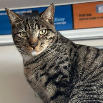 Domestic Short Hair Cats Available for Adoption in Port Washington, New York - Clam | PetCurious