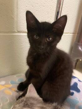 Domestic Short Hair Cats Available for Adoption in Hamilton, Ohio - Thin Mint | PetCurious