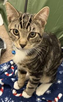 Jasper -  Domestic Short Hair and Tabby Cat for Adoption in Frisco, Texas - Jasper | PetCurious