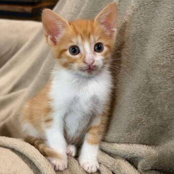 Betty -  Domestic Short Hair Cat for Adoption in Laredo, Texas - Betty | PetCurious