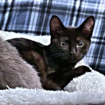 Bean -  Domestic Short Hair Cat for Adoption in Rutherfordton, North Carolina - Bean | PetCurious