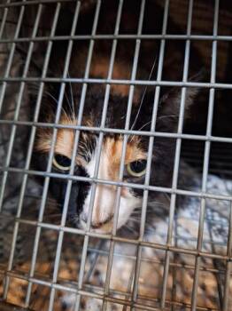 Willow -  Domestic Medium Hair Cat for Adoption in Montreal, Quebec - Willow | PetCurious