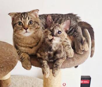 Nala and Mochi - BONDED KITTEN EXOTIC LOVE - VIDEOS - EMERGENCY  -  British Shorthair and Tortoiseshell Cat for Adoption in Bedford Hills, New York - Nala And Mochi - BONDED KITTEN EXOTIC LOVE - VIDEOS - EMERGENCY  | PetCurious