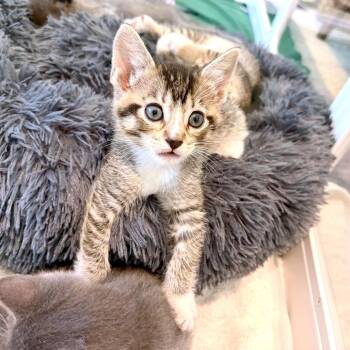 Domestic Short Hair Cats Available for Adoption in Austin, Texas - Palmier 6 | PetCurious