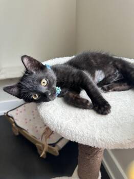 Luca -  Domestic Short Hair Cat for Adoption in Wheaton, Illinois - Luca | PetCurious