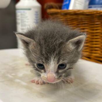 Domestic Short Hair Cats Available for Adoption in Milton, Florida - Zeke | PetCurious