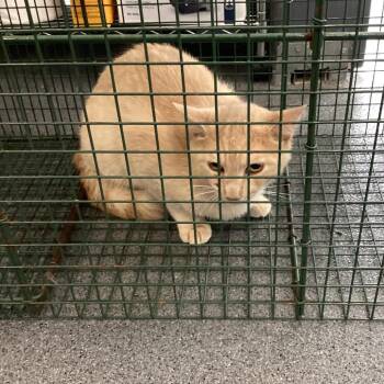 Domestic Short Hair Cats Available for Adoption in Montgomery, Alabama - Carmon | PetCurious