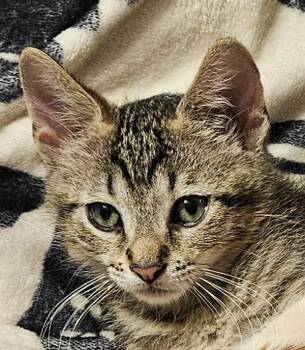 Magneto 5145 -  Domestic Short Hair Cat for Adoption in Bonsall, California - Magneto 5145 | PetCurious