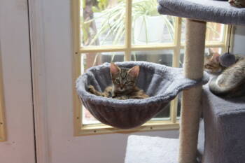 Rescue Tabby and Domestic Short Hair Cats for Adoption in Buford, Georgia - Yoko | PetCurious