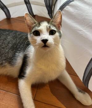 Rescue Domestic Short Hair Cats for Adoption in Villa Park, California - Cosmo | PetCurious