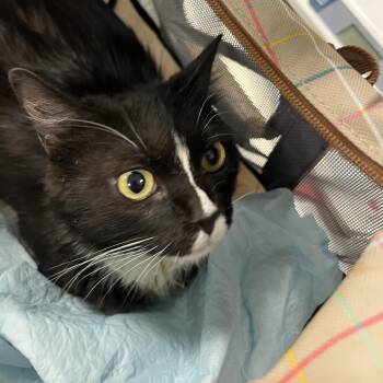 Nail Polish -  Domestic Short Hair Cat for Adoption in Greensboro, North Carolina - Nail Polish | PetCurious