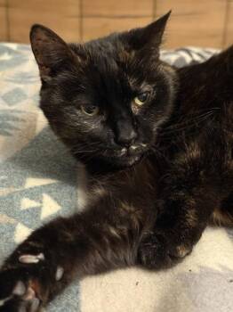 Missy -  Domestic Short Hair Cat for Adoption - Missy | PetCurious
