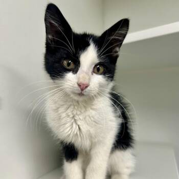 Bones -  Domestic Short Hair Cat for Adoption in Saint Joseph, Missouri - Bones | PetCurious