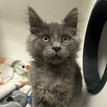 Shamo -  Domestic Short Hair Cat for Adoption in Walnut Creek, California - Shamo | PetCurious