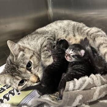 Thrift Store Shorts -  Domestic Short Hair Cat for Adoption in Austin, Texas - Thrift Store Shorts | PetCurious